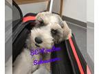 Schnauzer (Miniature) PUPPY FOR SALE ADN-782381 - FOR SALE CKC Miniature