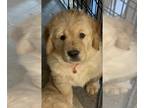 Golden Retriever PUPPY FOR SALE ADN-782384 - Orange Boy golden retriever