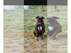 Boxer PUPPY FOR SALE ADN-782388 - Friendly Adult Brindle Boxer