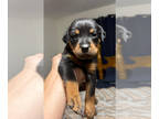 Rottweiler PUPPY FOR SALE ADN-782390 - Rottweilers Males and Females Litter of