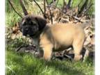 Mastiff PUPPY FOR SALE ADN-782391 - AKC English Mastiff