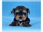 Yorkshire Terrier PUPPY FOR SALE ADN-782392 - Yorkie Male