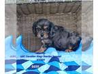 Cavalier King Charles Spaniel PUPPY FOR SALE ADN-782396 - Cavalier Puppies