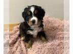 Bernese Mountain Dog PUPPY FOR SALE ADN-782398 - Bernese Mountain Dog Puppies