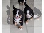 Bernese Mountain Dog PUPPY FOR SALE ADN-782408 - AKC Bernese Mountain Dog