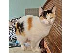 Adopt Pikachu - Offered by Owner a Calico, Domestic Long Hair