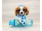 Cavalier King Charles Spaniel PUPPY FOR SALE ADN-782426 - Cavalier King Charles