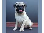 Pug PUPPY FOR SALE ADN-782439 - Fawn Pug Puppies