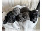 Cane Corso PUPPY FOR SALE ADN-782440 - Cane Corso puppies