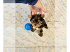 Yorkshire Terrier PUPPY FOR SALE ADN-782457 - Tiny Yorkie Male