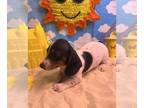 Dachshund PUPPY FOR SALE ADN-782458 - Miniature Dachshund Puppy