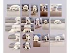 Goldendoodle PUPPY FOR SALE ADN-782460 - Cream Goldendoodles