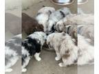 Miniature Australian Shepherd PUPPY FOR SALE ADN-782463 - Mini Aussies