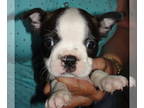 Boston Terrier PUPPY FOR SALE ADN-782467 - Thor