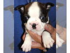Boston Terrier PUPPY FOR SALE ADN-782467 - Corky