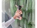 Chihuahua PUPPY FOR SALE ADN-782472 - Mini chihuahua