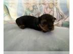 Yorkshire Terrier PUPPY FOR SALE ADN-782474 - Male yorkie