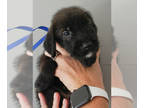 Doodle-Great Dane Mix PUPPY FOR SALE ADN-782480 - Adorable Danoodles