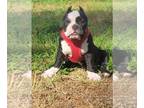 American Bully PUPPY FOR SALE ADN-782481 - American bully