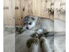 Siberian Husky PUPPY FOR SALE ADN-782484 - Gorgeous purebred Siberian Husky boys