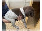 German Shorthaired Pointer PUPPY FOR SALE ADN-782490 - Bonnie and Clyde GSP