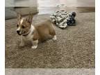 Pembroke Welsh Corgi PUPPY FOR SALE ADN-782507 - Male Corgi Puppies