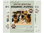 Boerboel PUPPY FOR SALE ADN-782508 - So African Boerboel Puppies 1k