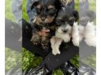 Yorkie Pin-YorkiePoo Mix PUPPY FOR SALE ADN-782509 - Yorkie Poo puppies