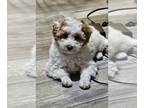 Poodle (Toy) PUPPY FOR SALE ADN-782517 - Jack Toy poodle