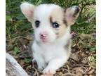 American Corgi PUPPY FOR SALE ADN-782519 - American Corgi Pup