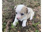 American Corgi PUPPY FOR SALE ADN-782520 - American Corgi pup