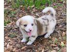 American Corgi PUPPY FOR SALE ADN-782521 - American Corgi Pup
