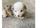 American Corgi PUPPY FOR SALE ADN-782522 - American Corgi pup