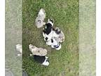 Texas Heeler PUPPY FOR SALE ADN-782523 - Texas Heeler puppies