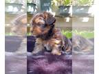 Yorkshire Terrier PUPPY FOR SALE ADN-782524 - Yorkie Puppy