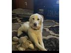 Adopt Wynter Rose (New Digs) a Great Pyrenees