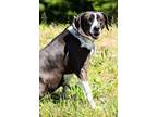 Adopt Dilly a Pointer, Mixed Breed