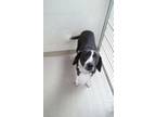 Adopt Dilly a Pointer, Mixed Breed