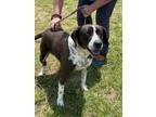 Adopt Dilly a Pointer, Mixed Breed