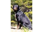 Adopt Tuto a Cattle Dog, Mixed Breed