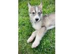 Adopt Carole King a Siberian Husky