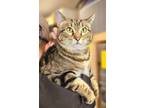 Adopt Sophie - LUMP of LOVE and FREE Gift Bag a Tabby
