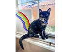 Adopt Charlotte a Tortoiseshell, Domestic Short Hair