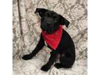 Adopt Zelda JuM a Black Labrador Retriever, Mixed Breed