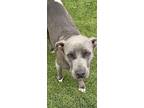 Adopt Playful a Pit Bull Terrier, Mixed Breed