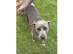 Adopt Playful a Pit Bull Terrier, Mixed Breed