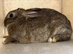 Adopt HONEYBUN a Bunny Rabbit