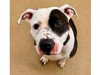 Adopt KARLA a Pit Bull Terrier