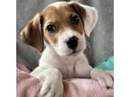 Adopt VIOLET a Border Collie, Beagle