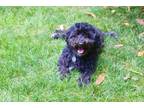 Adopt Hailey a Havanese